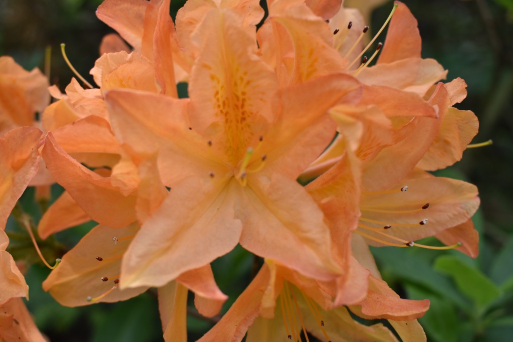 DSC_1246.jpg