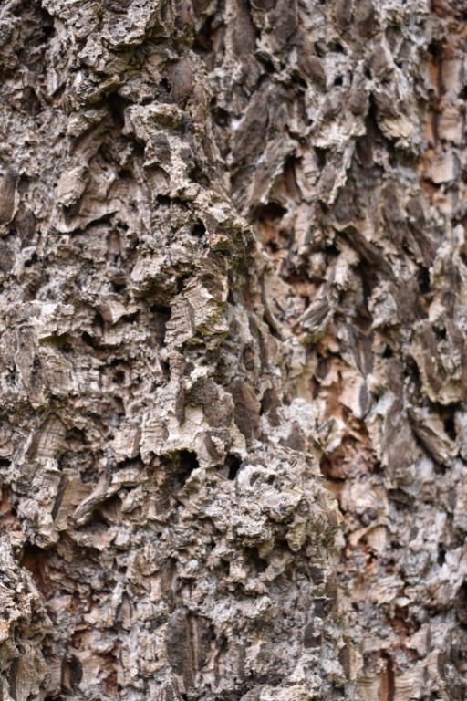 DSC_1250.jpg