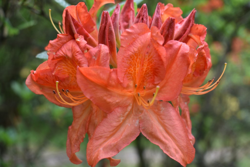 DSC_1257.jpg