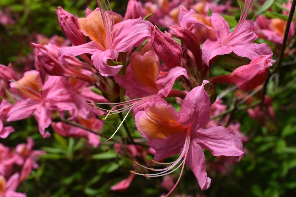 DSC_1266.jpg