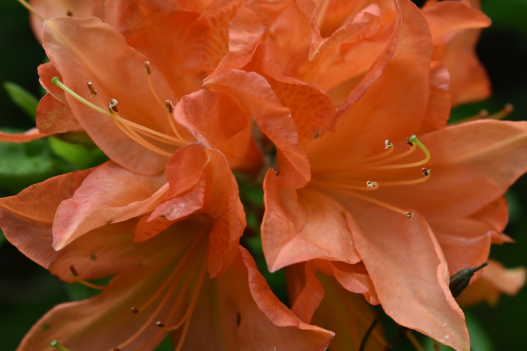 DSC_1267.jpg
