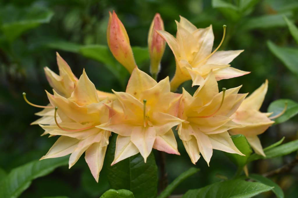 DSC_1269.jpg