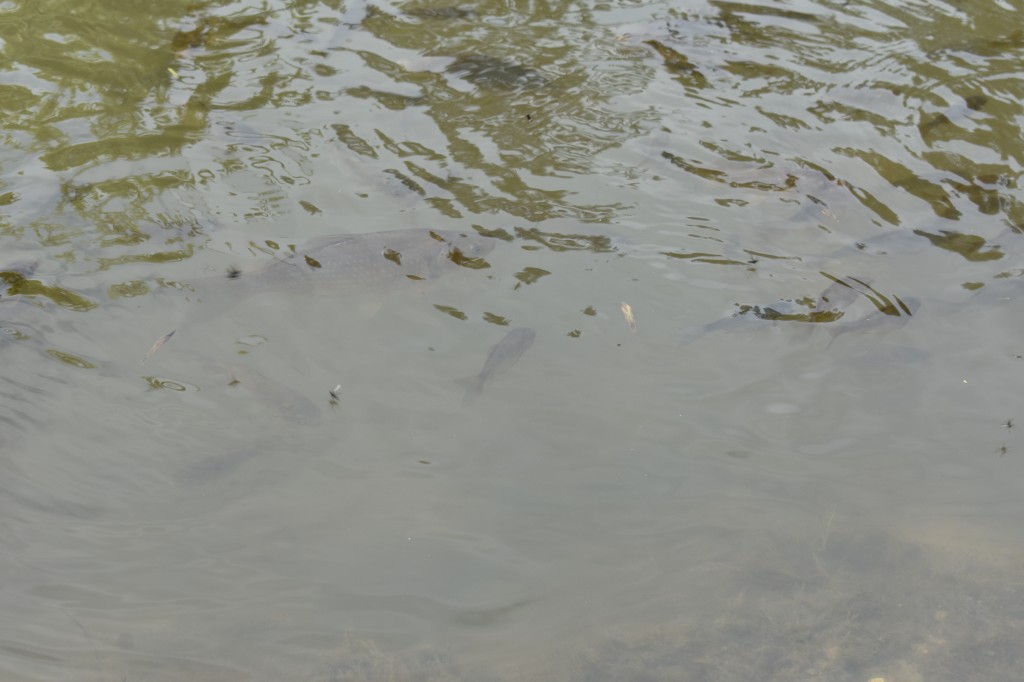DSC_1289.jpg