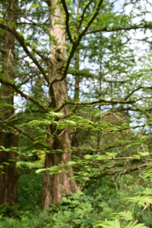DSC_1290.jpg