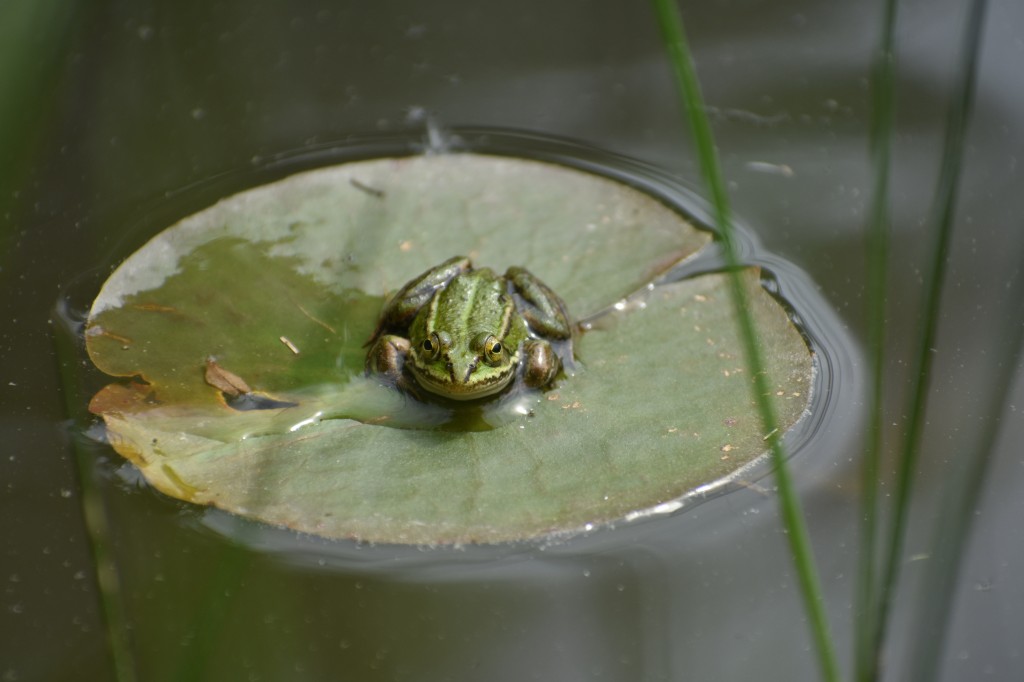 DSC_1294.jpg