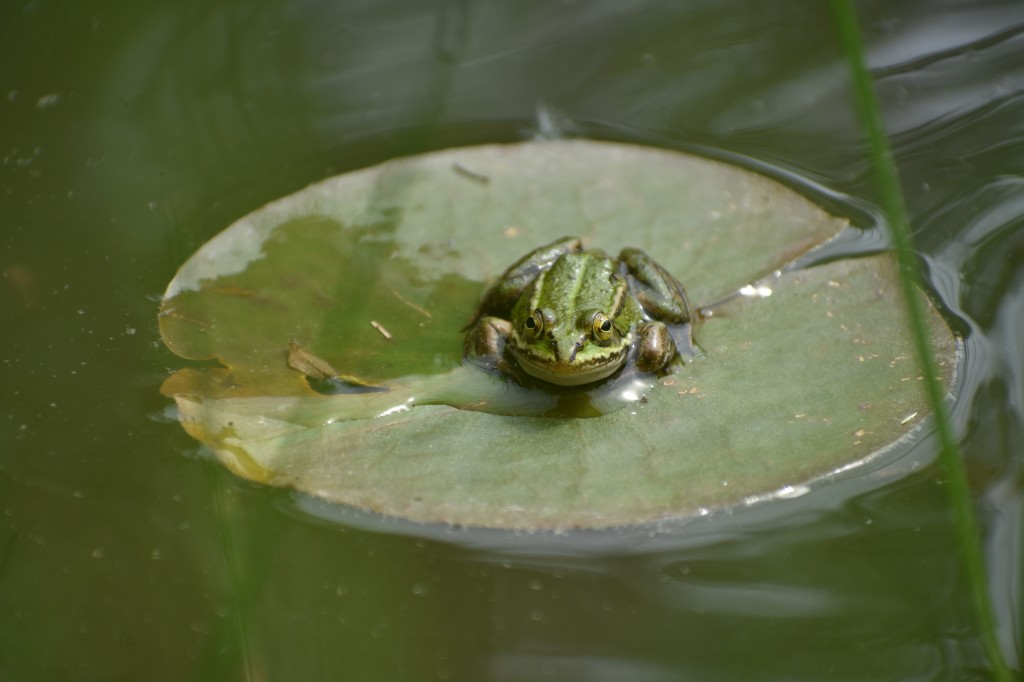 DSC_1295.jpg