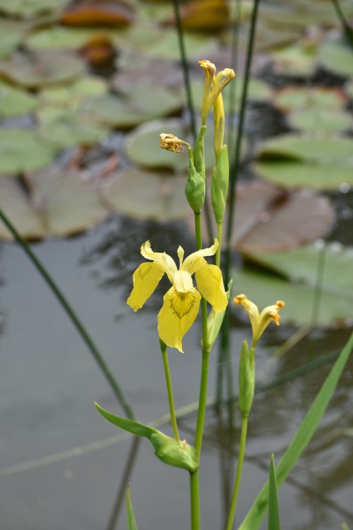 DSC_1298.jpg