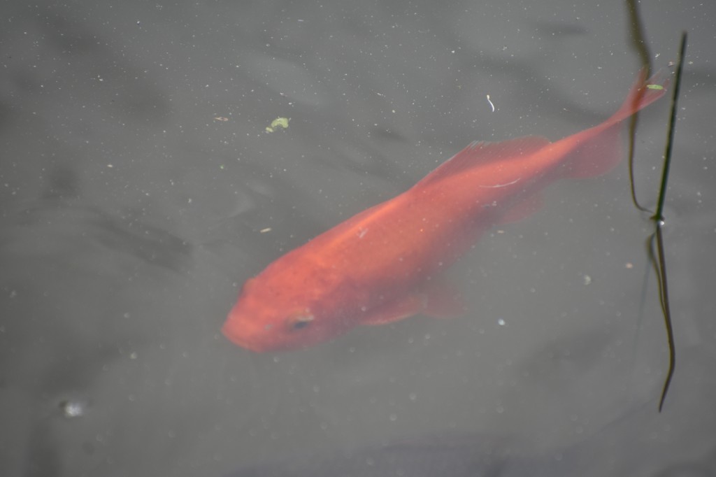 DSC_1299.jpg