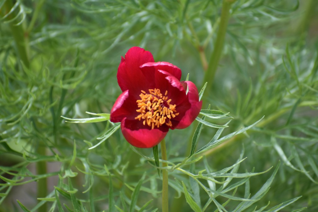 DSC_1300.jpg