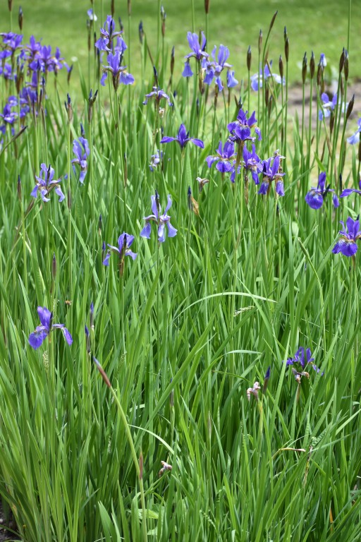 DSC_1305.jpg
