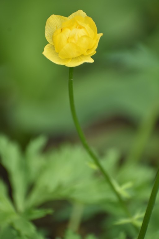 DSC_1311.jpg