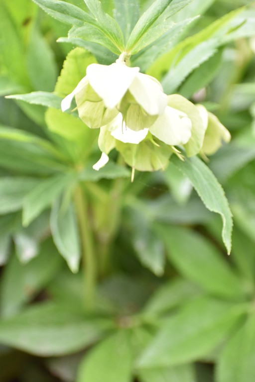 DSC_1315.jpg
