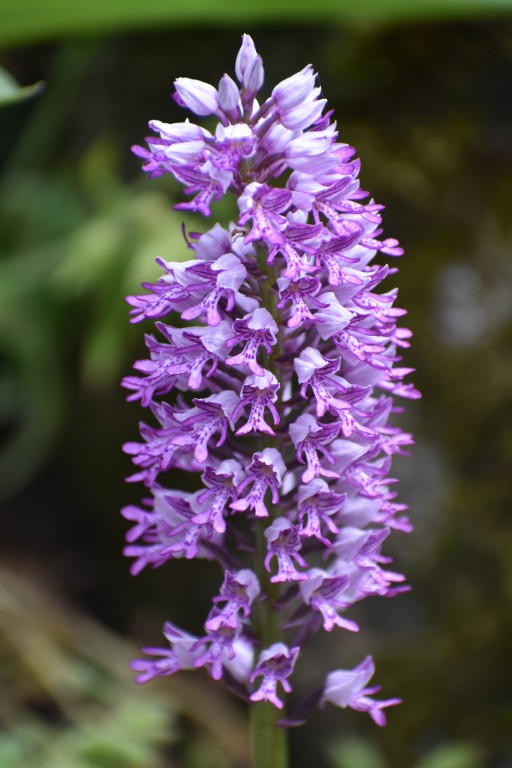 DSC_1321.jpg