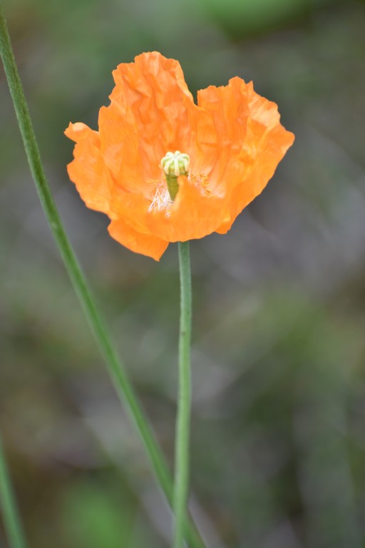 DSC_1322.jpg