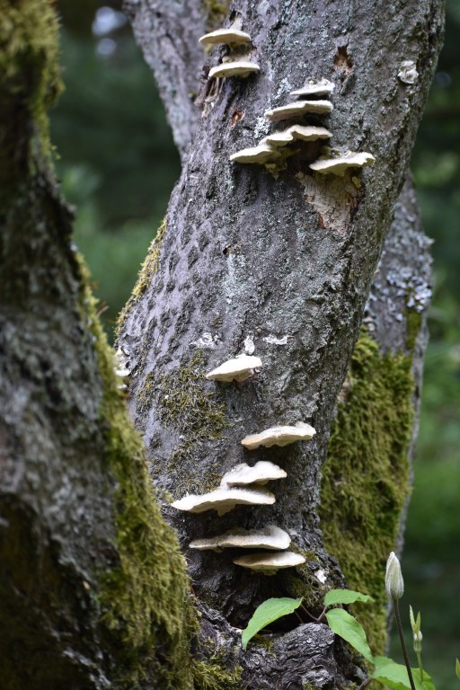 DSC_1325.jpg