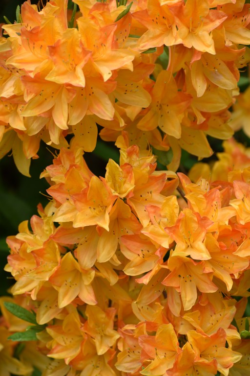 DSC_1329.jpg