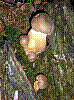 SG33.jpg