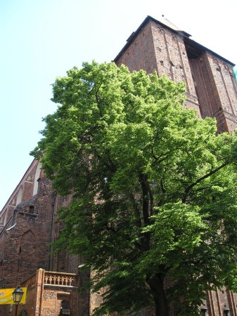 Torun12.jpg