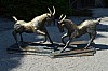 DSC_0081.jpg
