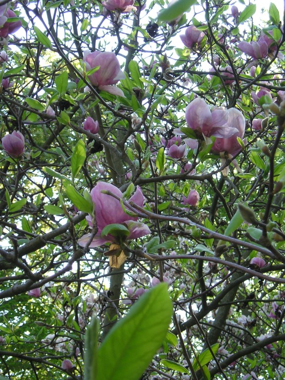 P1011000.jpg