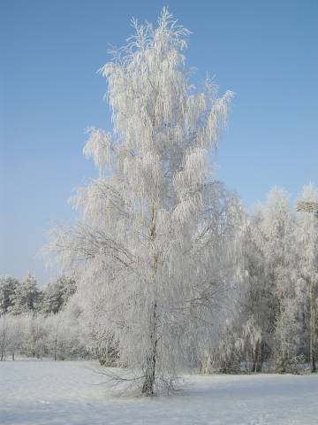 zima_06_3.jpg