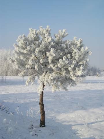 zima_06_7.jpg