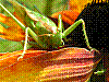 zw110.jpg