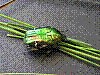 zw71.jpg