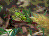 zw83.jpg