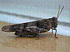 zw86.jpg