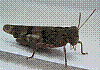 zw88.jpg