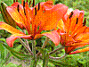 flora1.jpg