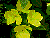 flora10.jpg