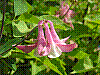 flora100.jpg