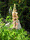 flora101.jpg
