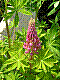 flora102.jpg