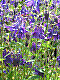 flora103.jpg
