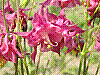 flora105.jpg