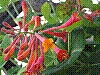 flora106.jpg