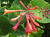 flora107.jpg