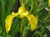flora108.jpg