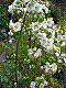 flora109.jpg