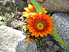 flora11.jpg