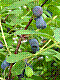 flora110.jpg