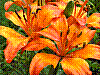 flora111.jpg