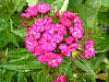 flora112.jpg