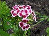 flora113.jpg