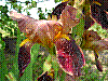 flora114.jpg