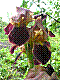 flora116.jpg