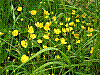 flora117.jpg